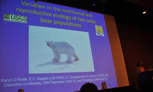 Polar Bears Experiencing Ice Loss by Karyn Rode