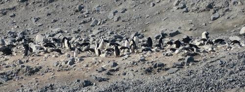 Penguins at Cape Bird