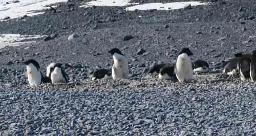 More penguins at Cape Bird.