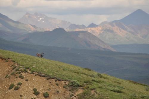A picture of a caribou in Denali National Park.