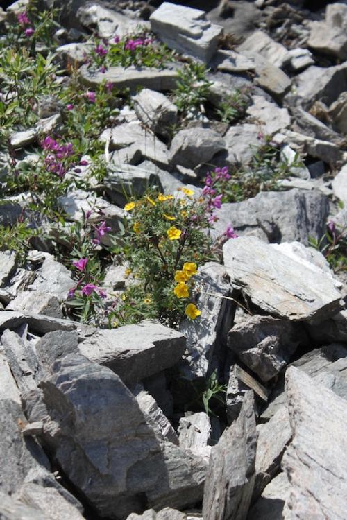 Rocks and wildflowers of Denali.