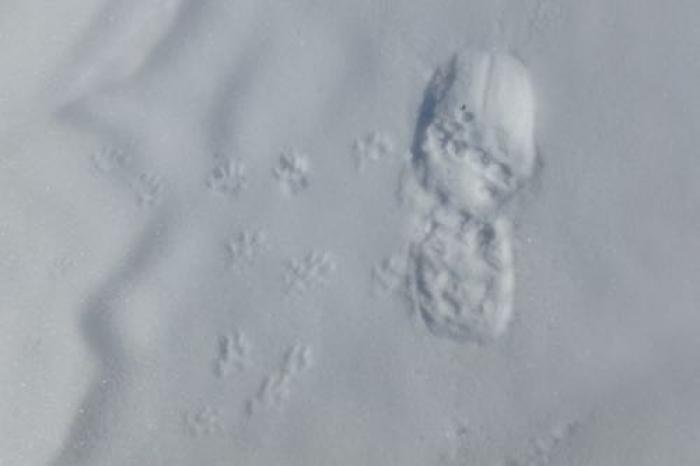 Squirrel tracks