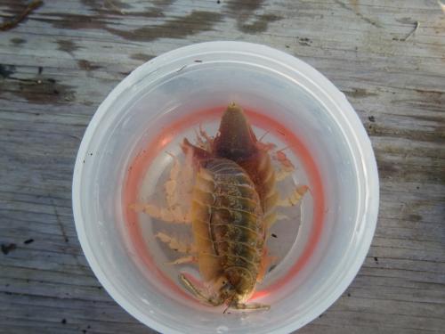 Two large isopods.