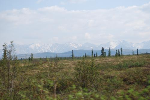 The tundra in the early summer
