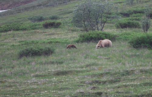 Grizzly and a cub in Denali NP