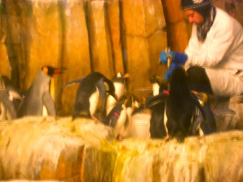 Feeding time for the penguins