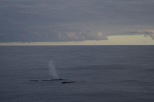 Humpback whales in the Southern Ocean