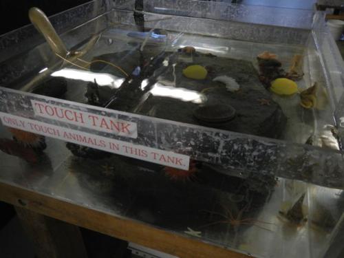 Touch tank