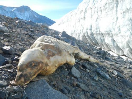 Dead seal