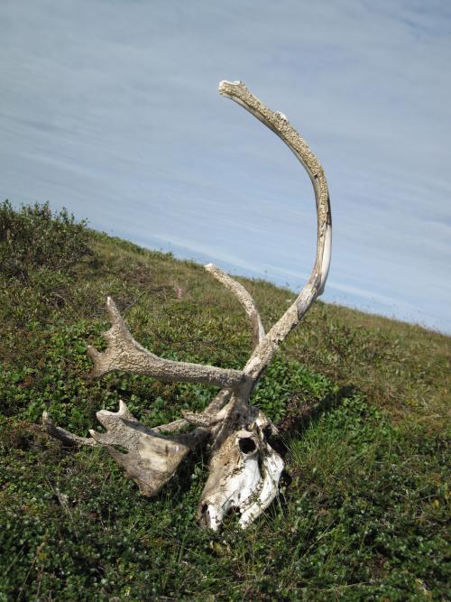 Caribou Skull in the Tundra