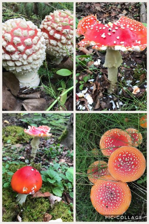 Cool mushrooms