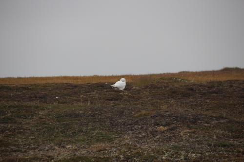 Snowy owl getting ready to fly