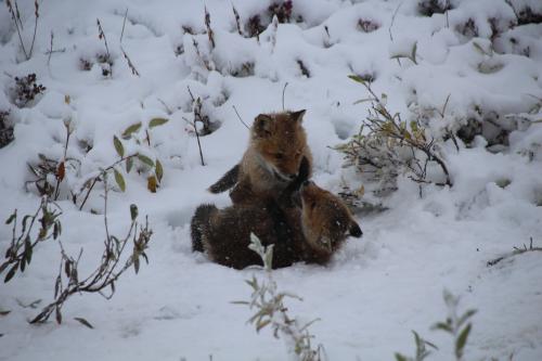 Fox Cubs Playing