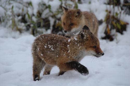 Close-Up of Fox Cubs