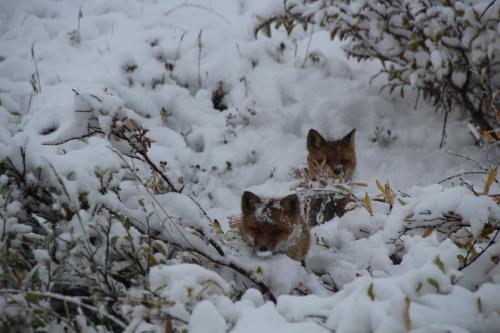 Fox Cubs Hiding
