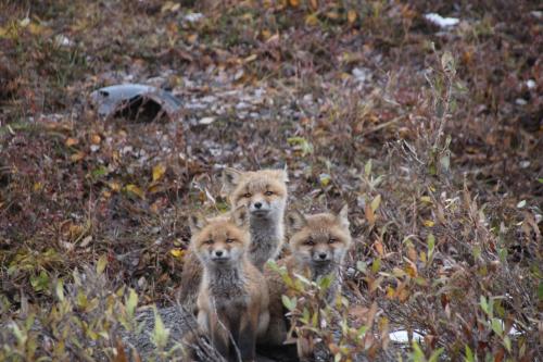 Three baby fox cubs