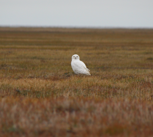 Arctic Snowy Owl - Males are whiter than females