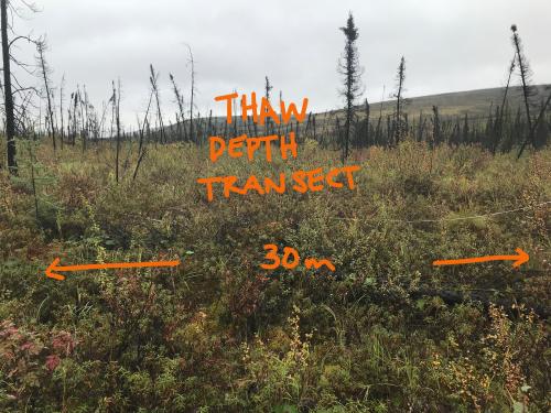 Thaw depth transect – 30m
