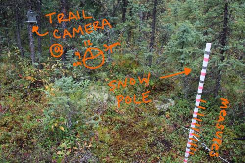 Trail Camera and Snow Stick 