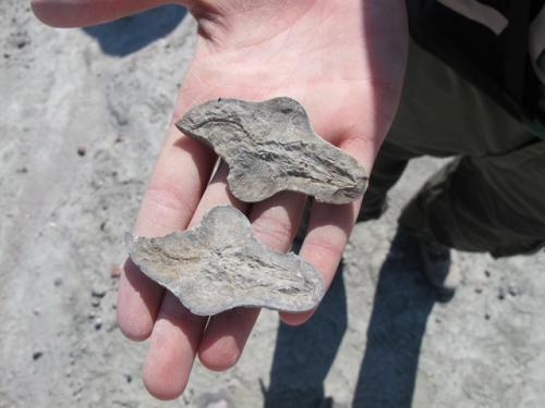 Rebecca's amazing fossil find