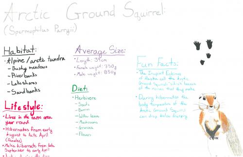 Arctic Ground Squirrel Species Journal