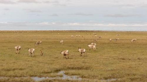 caribou herd