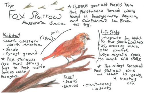Fox sparrow species journal
