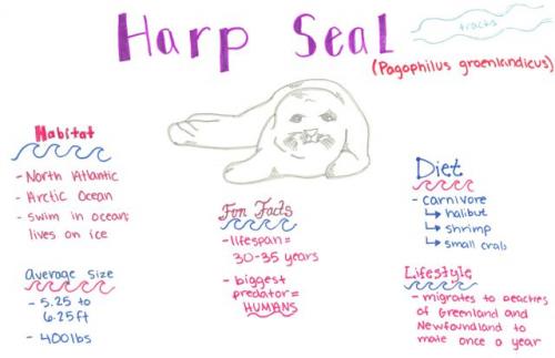 Harp seal species journal 
