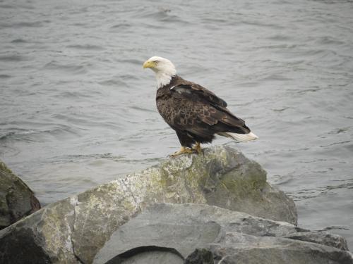 Bald eagle on rocks near Dutch Harbor