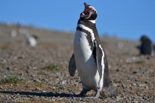 Magellan Penguin at Isla Magdalena, Chile