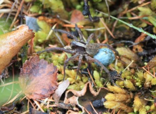 Lindsey Parkinson took this amazing photo of a spider carrying her egg sack.