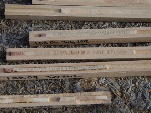Sanded cores show the growth pattern cross-section of tree cores. 