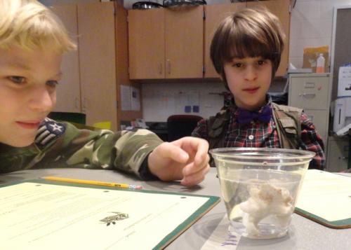 Students observing coral in acid