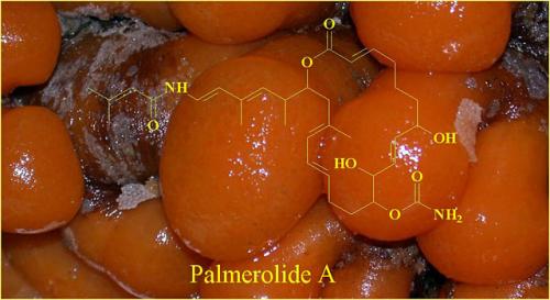 The tunicate which contains Palmerolide A