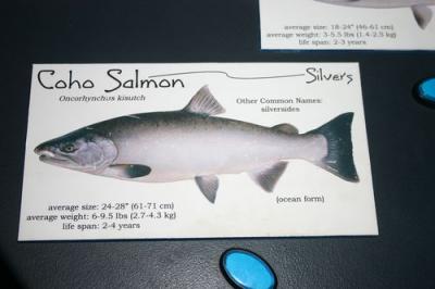 Coho salmon