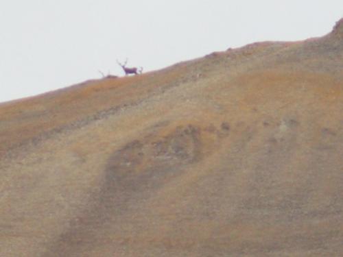 Curious caribou peering at us from the ridge