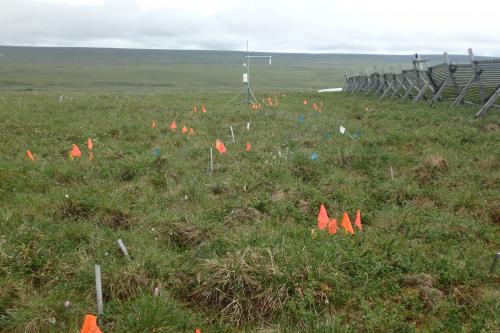 Flags at Tussock Snowfence site