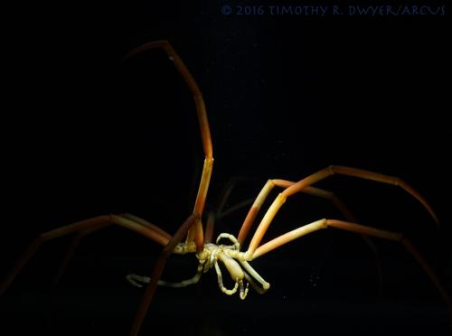 sea spider 1