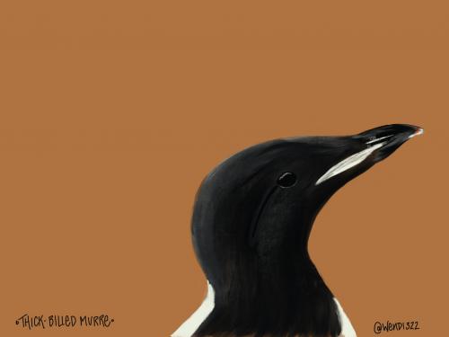 Thick-Billed Murre