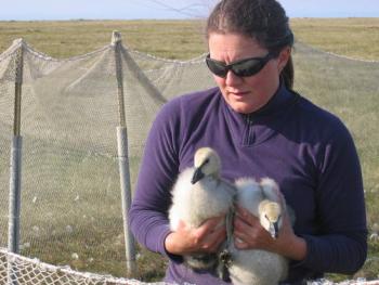 PolarTREC teacher Leslie Pierce holding snow goose goslings near Barrow, Alaska