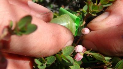 Hand-pollinating blueberry blossoms