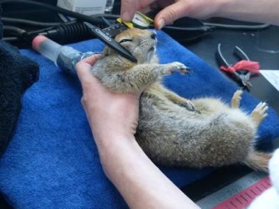 Graduate student Helen Chmura measures an Arctic anesthetized ground squirrel. Photo by Jennifer Baldacci.