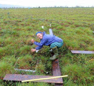 Measuring permafrost depth.