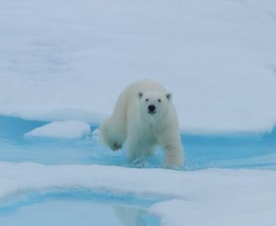 Polar bear approaches the USCGC Healy icebreaker.