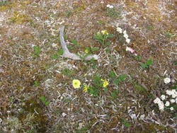 Tundra plants and antler