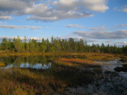 Wetland in northern Finland