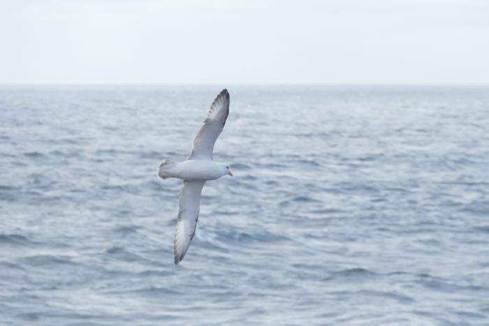Bill Schmoker: &amp;quot;Northern fulmars employ stiff-winged dynamic soaring to cover a lot of territory without much muscular effort.&amp;quot; Aboard the USCGC Healy in the southern Bering Sea. 58.40°N, 175.89°W.  Photo by Bill Schmoker (PolarTREC 2015), Courtesy of ARCUS.