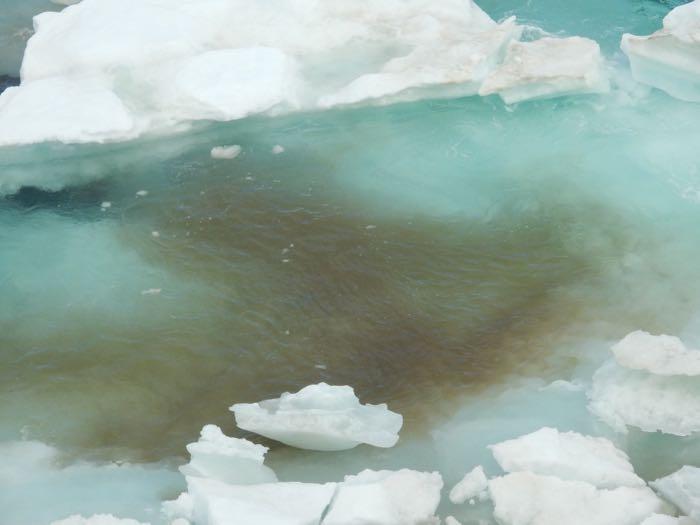  Sea ice algae, as seen in the green-brown coloration on this photo, is an important part of the food web in the Arctic Ocean.    