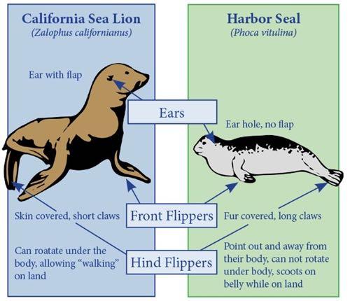 Seal comparison to Sea Lion Chart