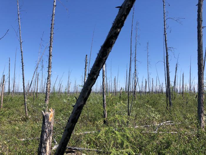 Post Burn Larch Forest